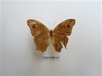 藏品(暮眼蝶)的圖片